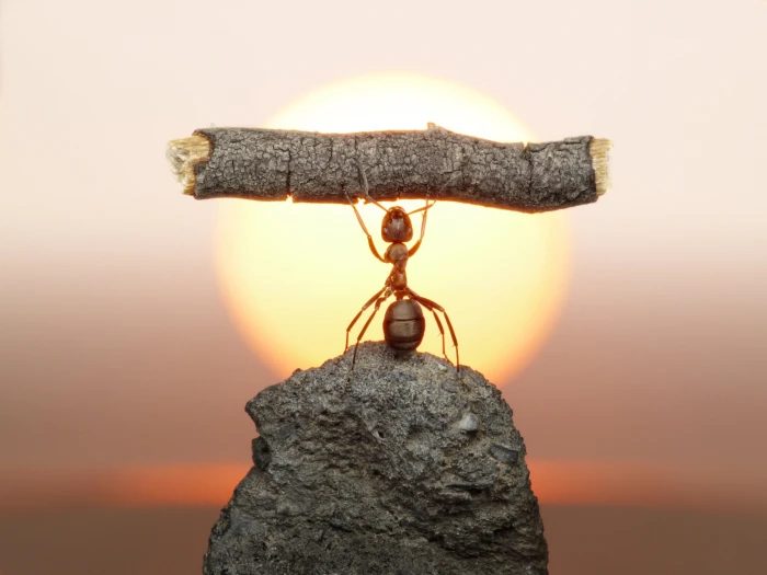 red fire ant the sun macro sunset stone insect log strongman 2k