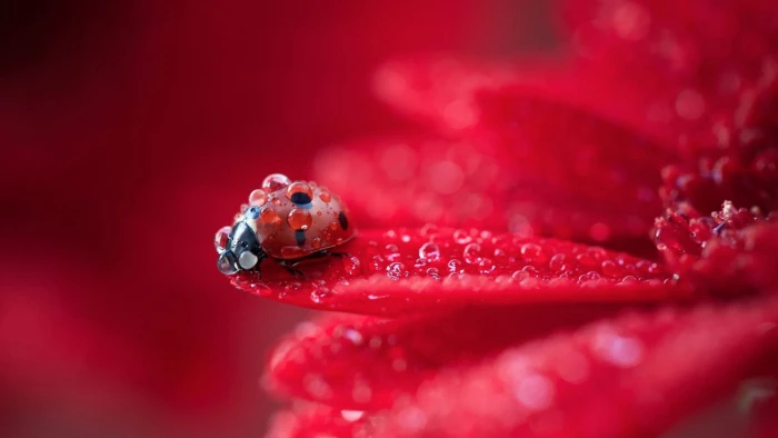 Red flower petals macro photography dew ladybug 2k