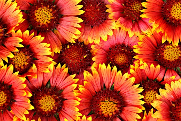 Red flowers background nature plant close up yellow macro 2k