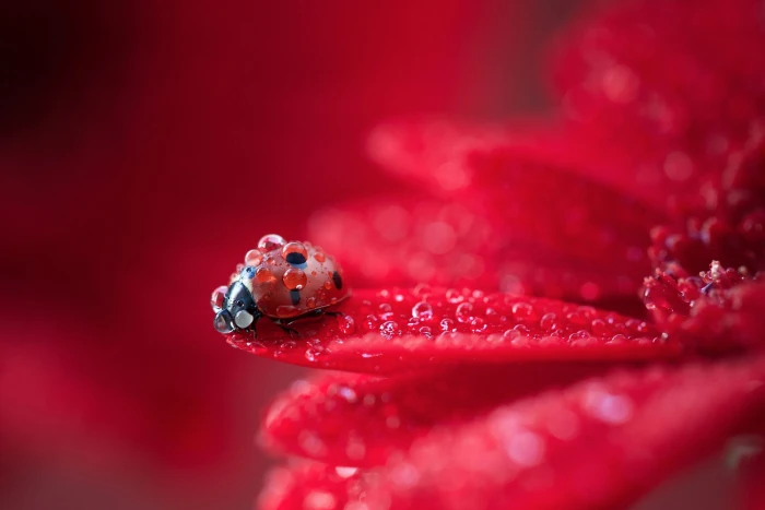 red ladybug ladybugs macro animals insect water drops nature 2k