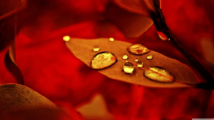 red leaf brown painting nature macro water drops leaves 2k 4k
