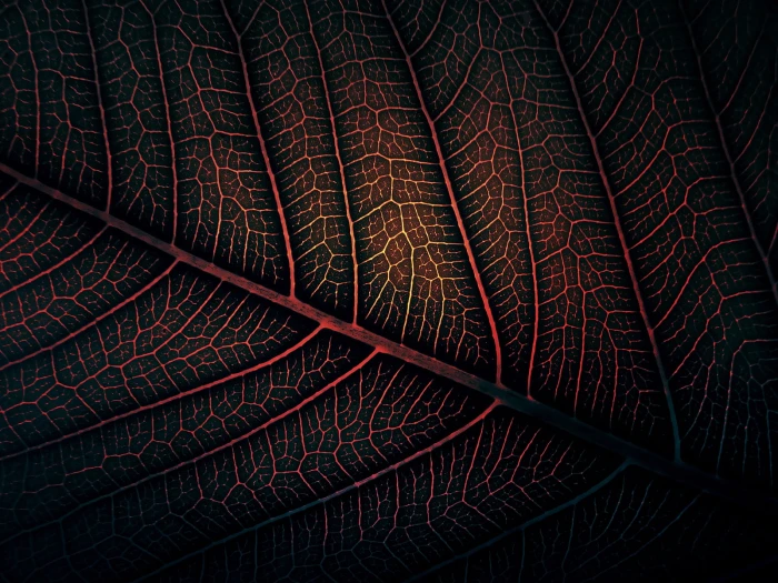 red leaf macro photography of and black leaves minimalism 2k