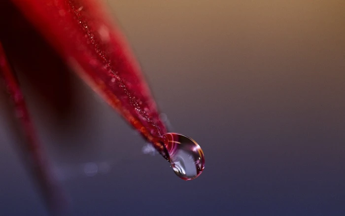 red petaled flower macro nature closeup detailed plants 2k