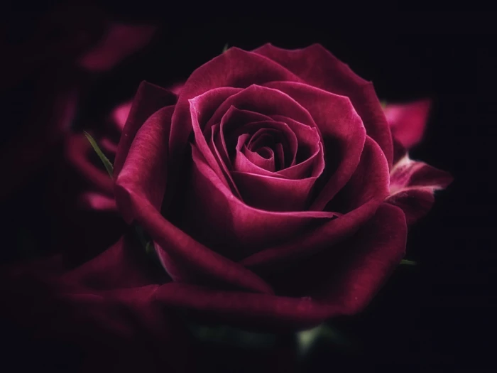 rose flowers plants macro red 2k