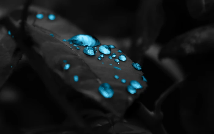 selective color photography of water dew blue droplets on leaf digital wallpaper 2k