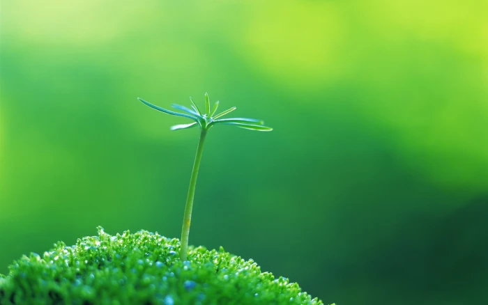 selective focus photographed of green plant macro grass plants 2k