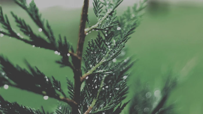 selective focus photography of green leaf plant leaves nature 2k