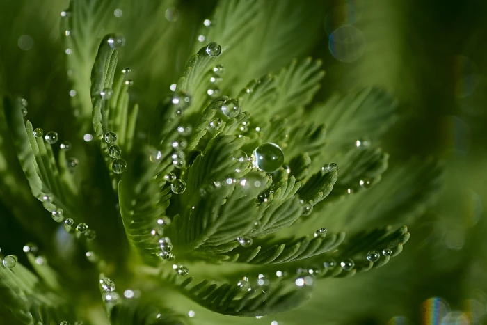 selective focus photography of green plant HMM Dew drops Aperture 2k