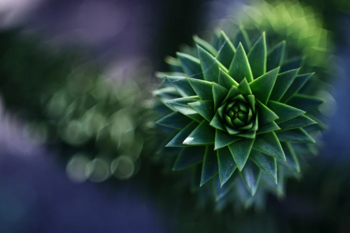 selective focus photography of green succulent plant bokeh macro 2k