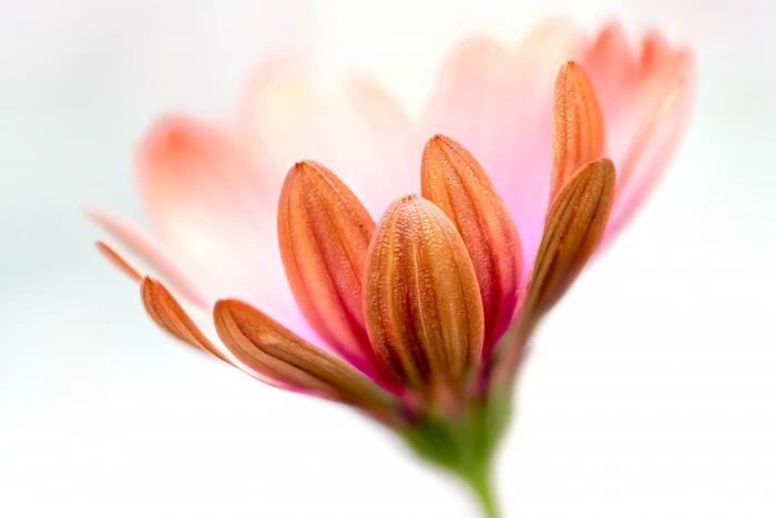 selective focus photography of pink Daisy Ethereal flower floral 2k 4k 5k