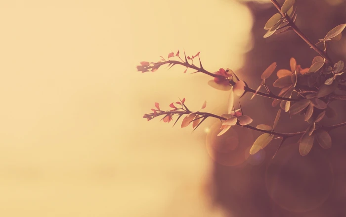 selective focus photography of pink leaves macro plants nature 2k