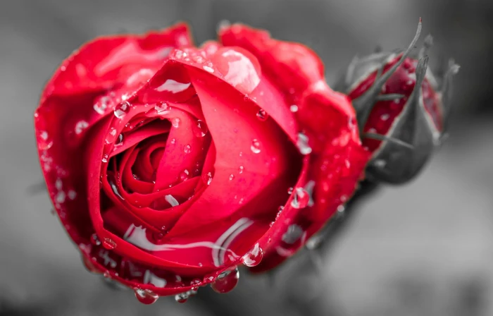 selective focus photography of red rose flower water drops 2k