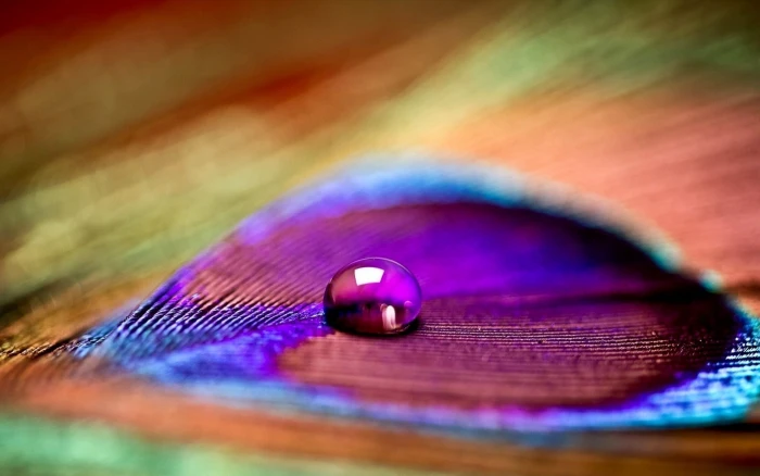 selective focus photography of water droplet shallow 2k