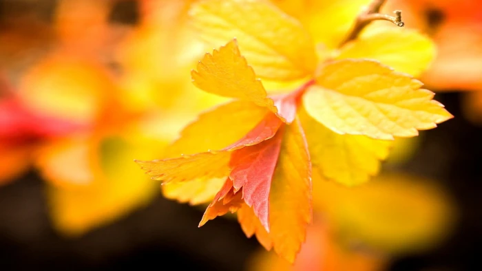 selective focus photography of yellow leaf plants macro nature 2k