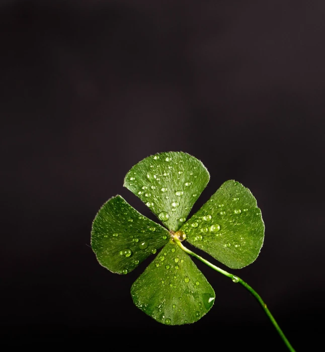 Shallow Focus Photography Of Four Leaf Clover dew luck lucky 2k
