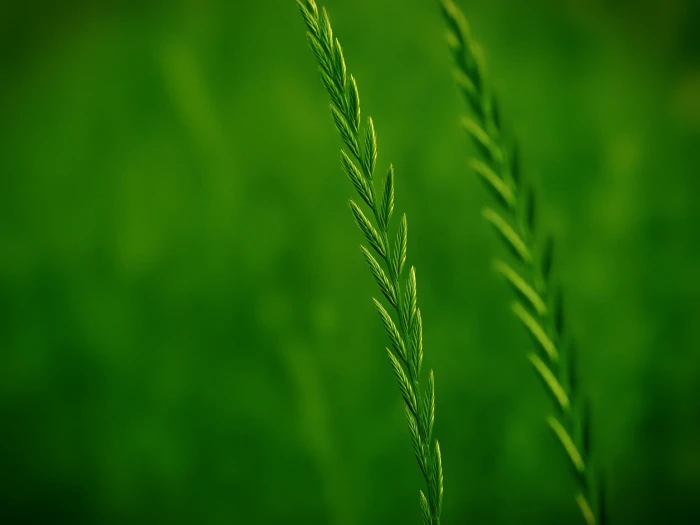 shallow focus photography of green grass nature growth 2k