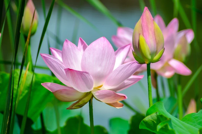 shallow focus photography of pink lotus water flower nature 2k 4k 5k