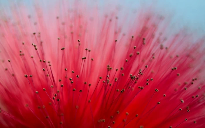 shallow focus photography of red flower Calliandra macro flowers 2k