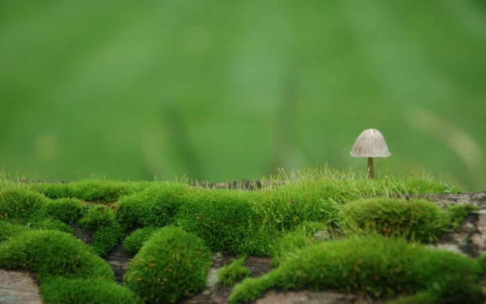 nature landscape mushroom depth of field closeup macro 2k