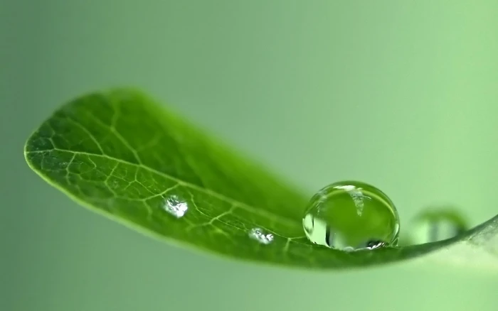 nature macro leaves water drops 2k