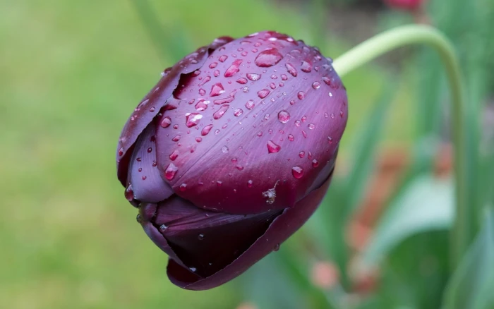 One purple tulip flower macro water drops 2k