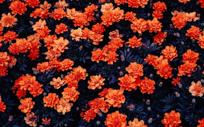 Orange flowers Flower garden Kali Linux Stock HD 2k