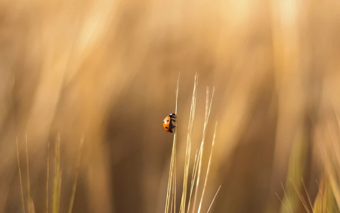 orange ladybug selective focus photography of on grass 2k