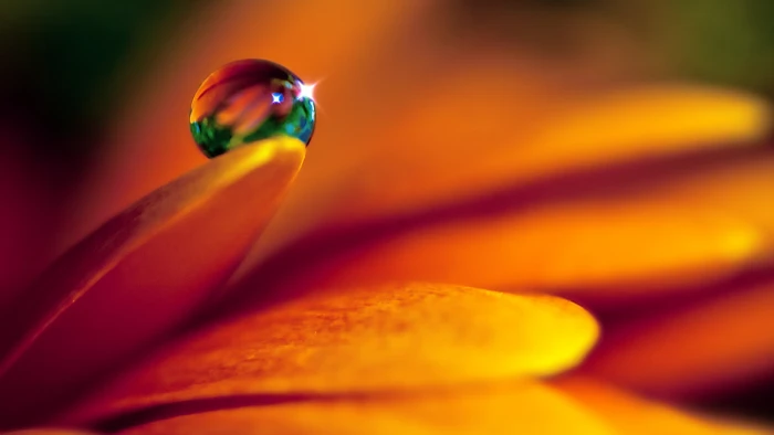 orange petaled flower and dew drop petals flowers macro water drops 2k