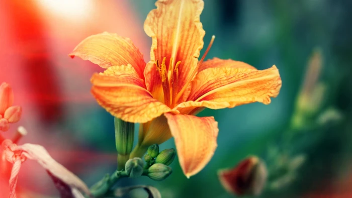 orange petaled flower macro flowers hibiscus 2k