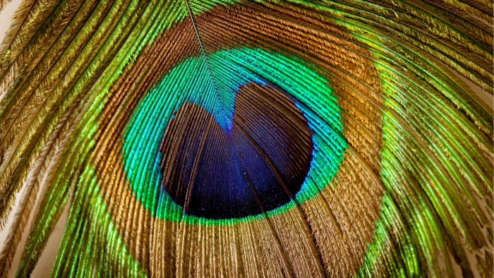 peafowl feather close up macro photography peacock 2k 4k 5k 8k