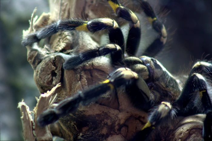 tarantula tree spider poecilotheria metallica 2k 4k