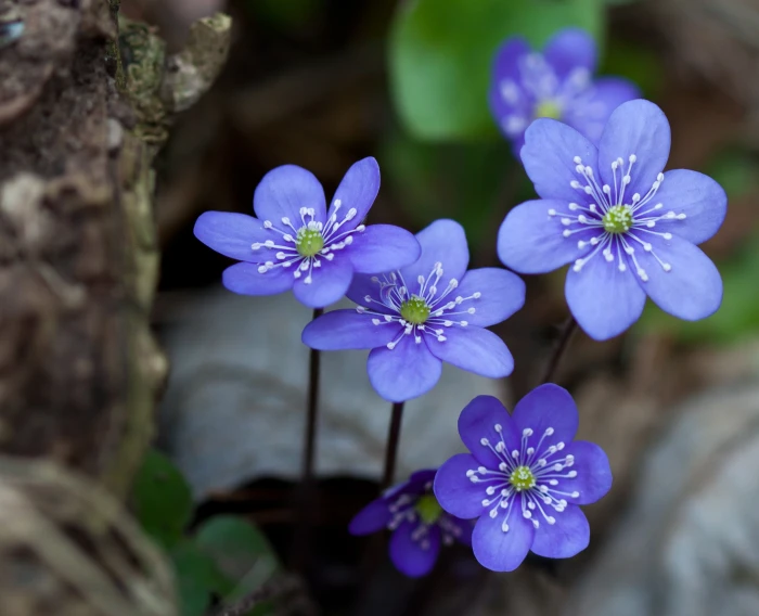 tilt lens photography of purple flower hepaticae blue forest 2k