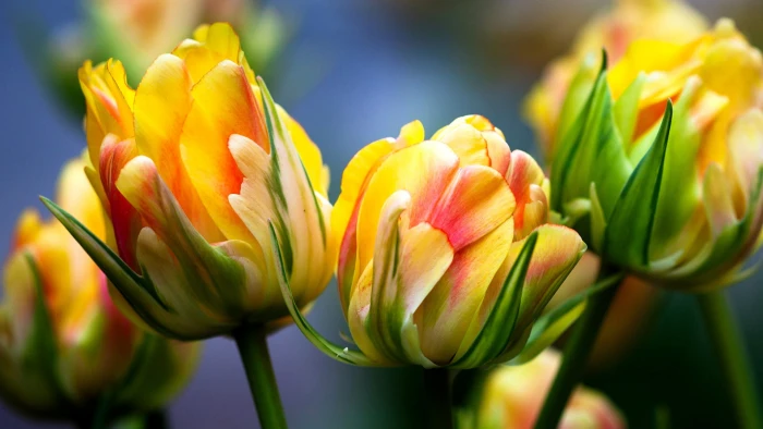 tulips macro bright flora flowers yellow and pink 2k