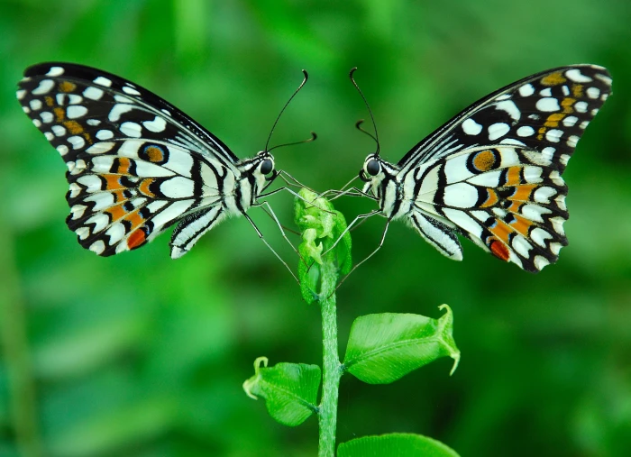 two white and black butterflies on leaf HARMONY Nikon 2k