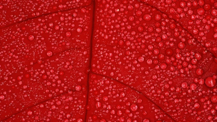 water dew on red leaf flowers macro nature drops plants 2k