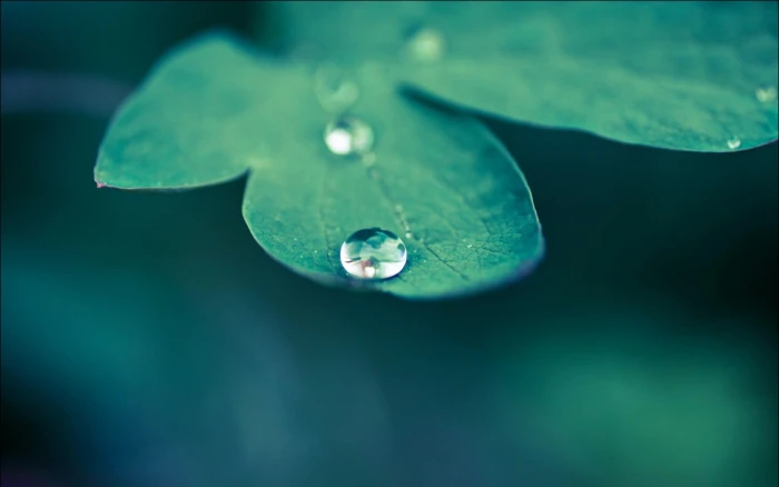 water dew macro nature leaves drops plants leaf raindrop 2k