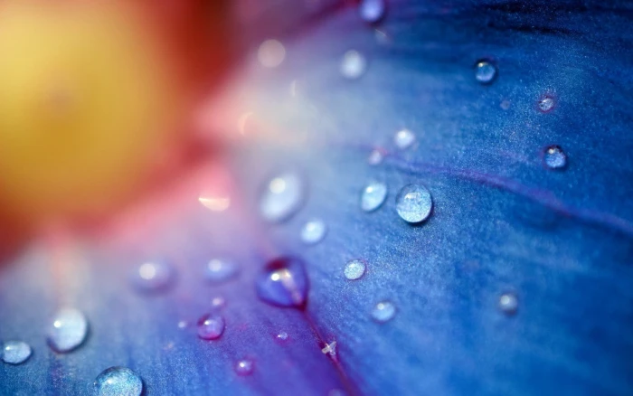 water droplets flowers macro drops blue dew 2k