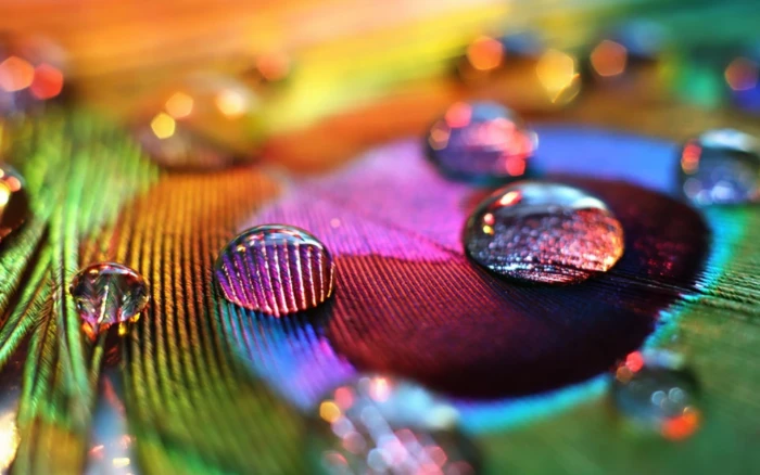 water drops peacocks macro tilt shift colorful feathers 2k