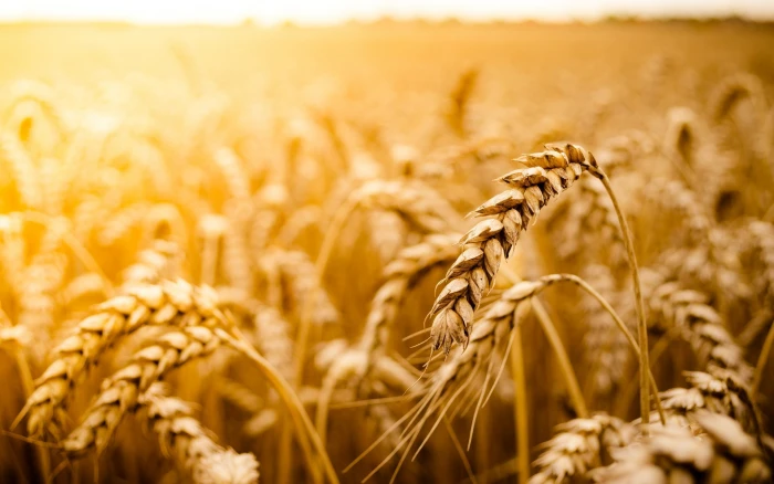 wheat field the sun macro background widescreen rye full screen 2k