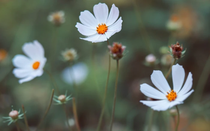 white and pink petaled flower macro nature flowers Cosmos 2k