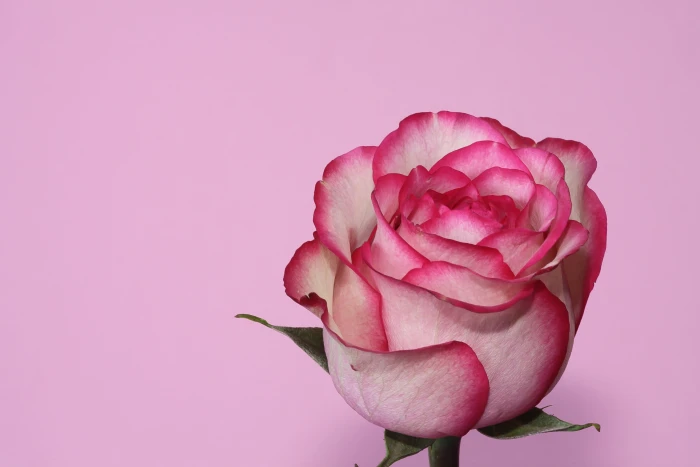 white and pink rose Rose flower macro close up 2k 4k 5k