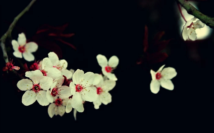 white cherry blossom flowers photography macro plants nature 2k