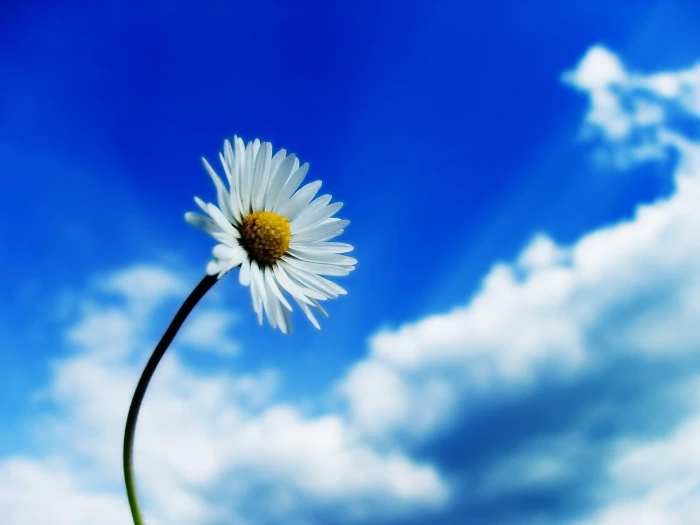 white daisy flower daisies flowers sky plants 2k