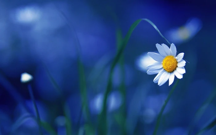 white daisy flower selective focus photography of 6 2k