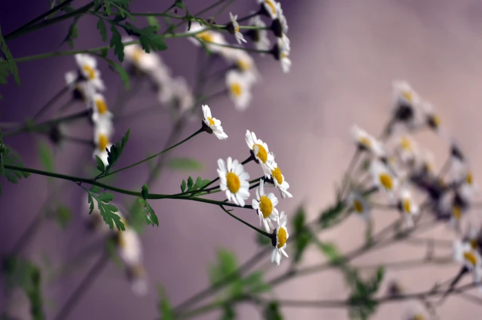white Daisy flowers daisies blurring nature tree branch 2k 4k