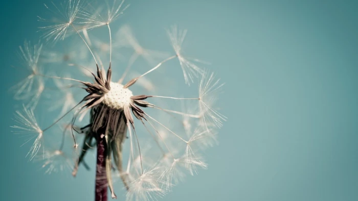 white dandelion flower macro seeds flowers flowering plant 2k