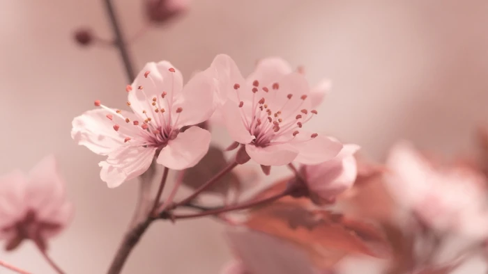 white flowers closeup photo of pink cherry blossoms nature 2k