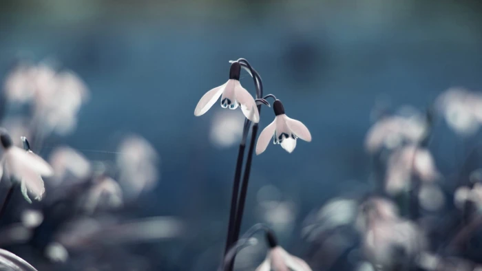 white flowers selective focus photography of snowdrop flower 2k
