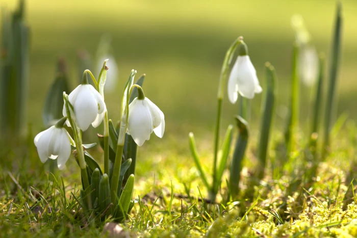 white petaled flower flowers nature spring snowdrops flowering 2k 4k 5k