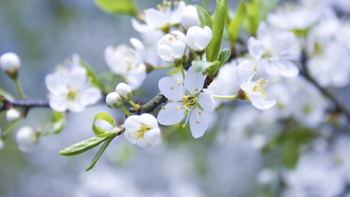 white petaled flower spring branch apple flowering nature 2k